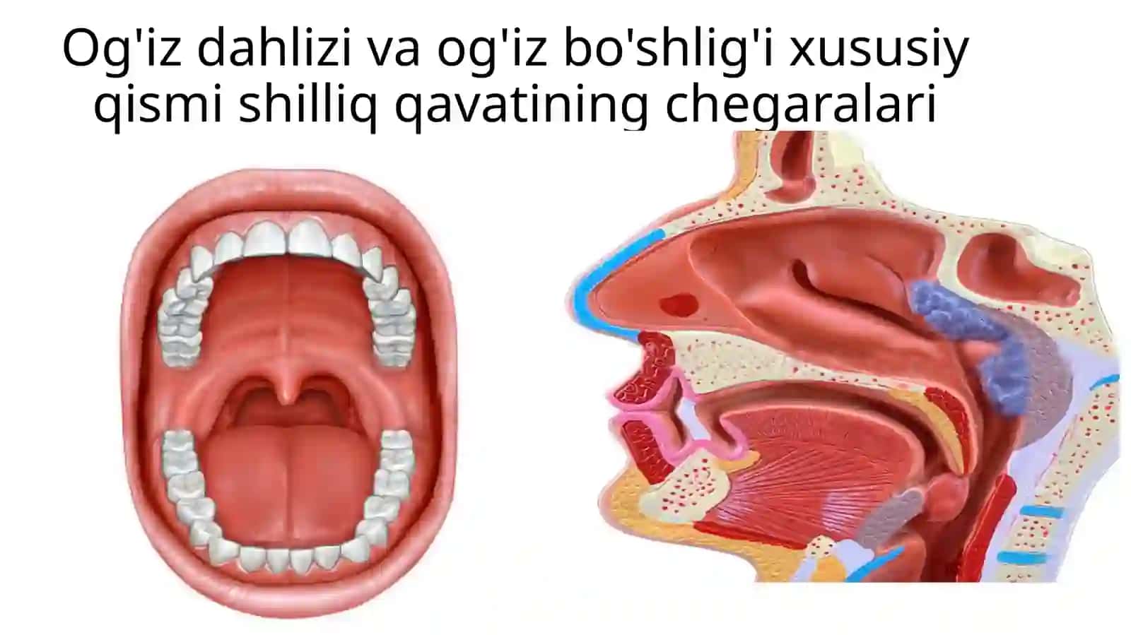 Og'iz bo'shlig'i shilliq qavati kasalliklari 3