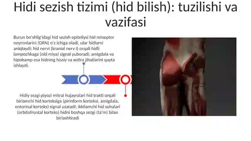 Odamtanaqismlarivafunktsiyalari.Analizatorlartuzilishivavazifalari 3