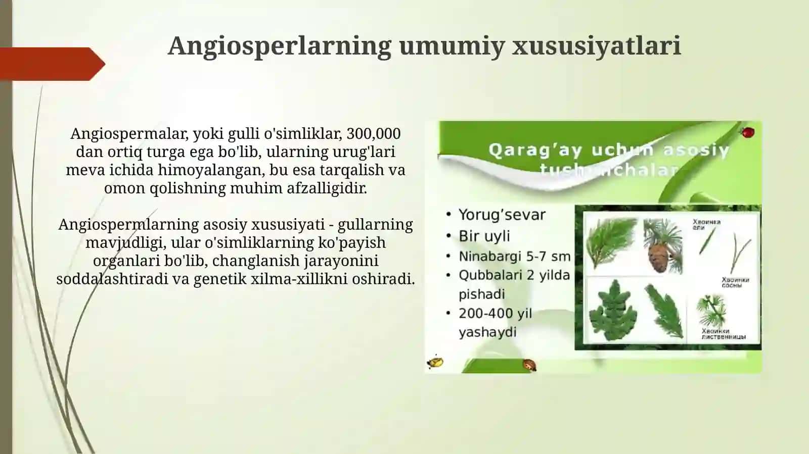 Yopiq urugʻlilar boʻlimining umumiy tavsifi. Asosiy belgilarning kelib chikishi 3