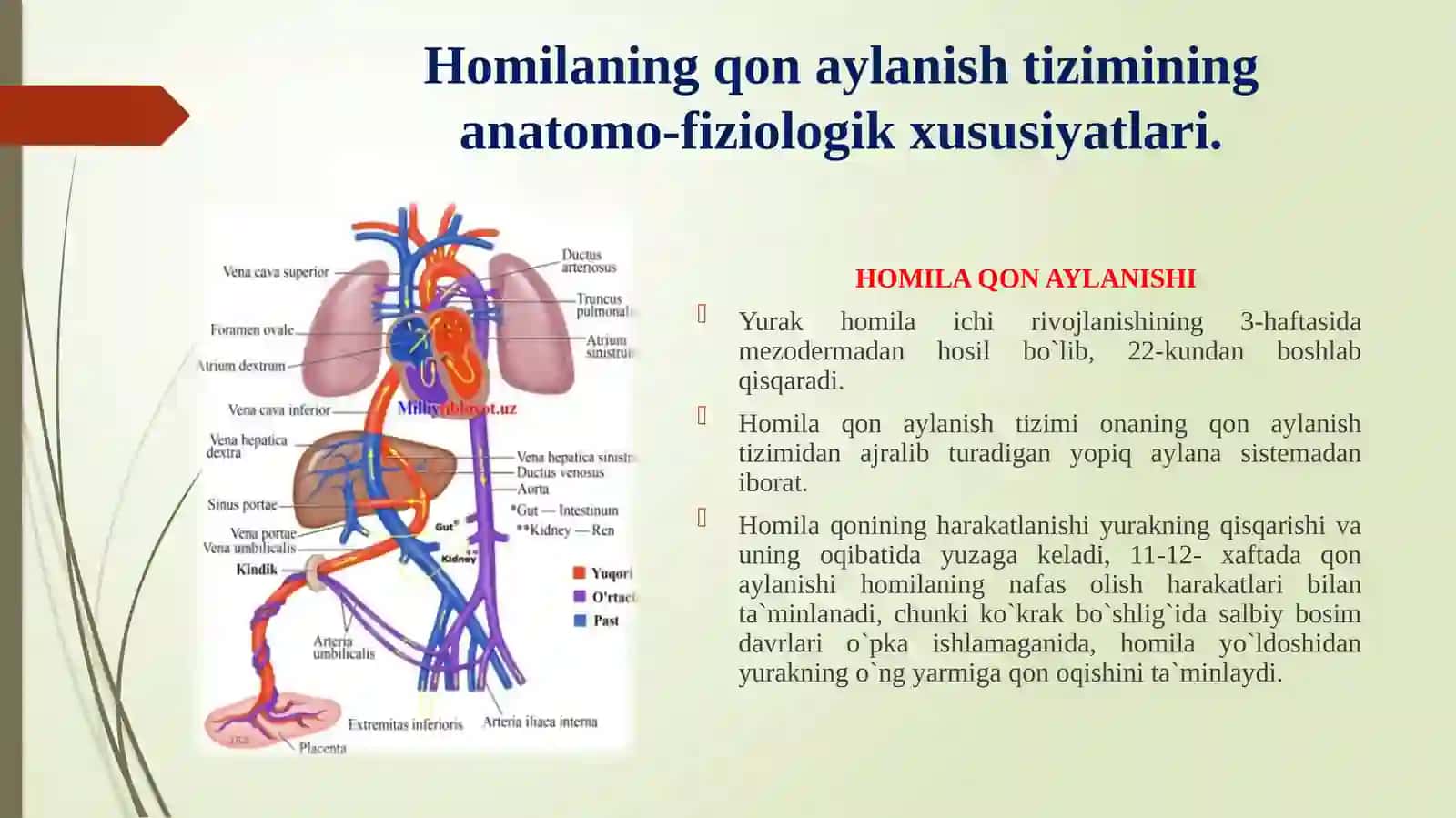 Bolalarning qon aylanish tizimining anatomo-fiziologik xususiyatlari, tekshirish usullari. O’zgarishlar semiotikasi 3