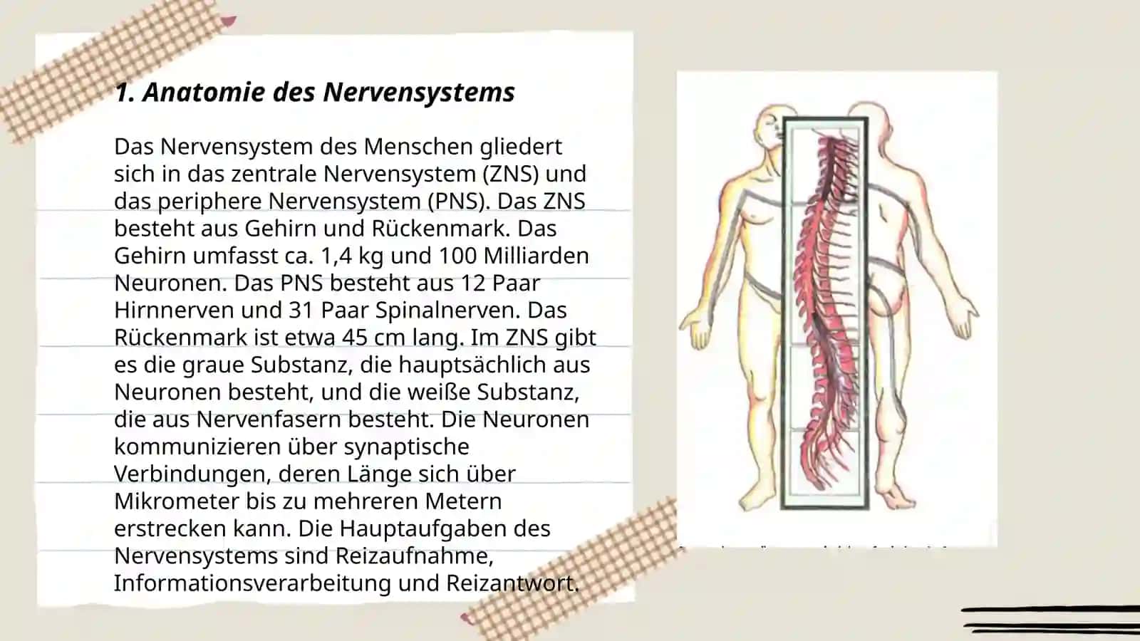 Nerven system 3