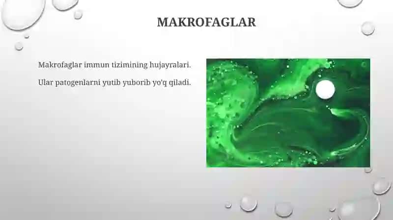 Fagotsit.Immun sistemani fagotsitlovchi hujayralar,xususiyatlari,biologik vazifalari 3