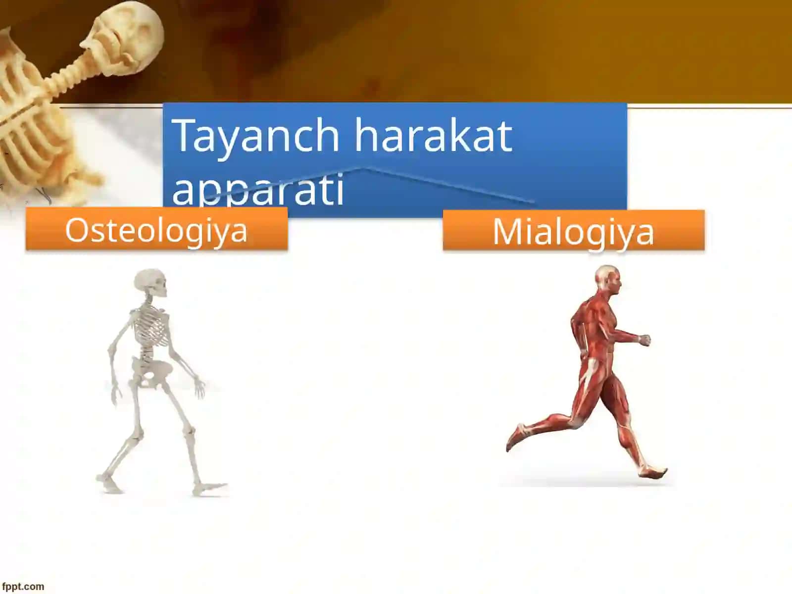 Muskul tizimi va uning yoshga bogliq xususiyatlari 3