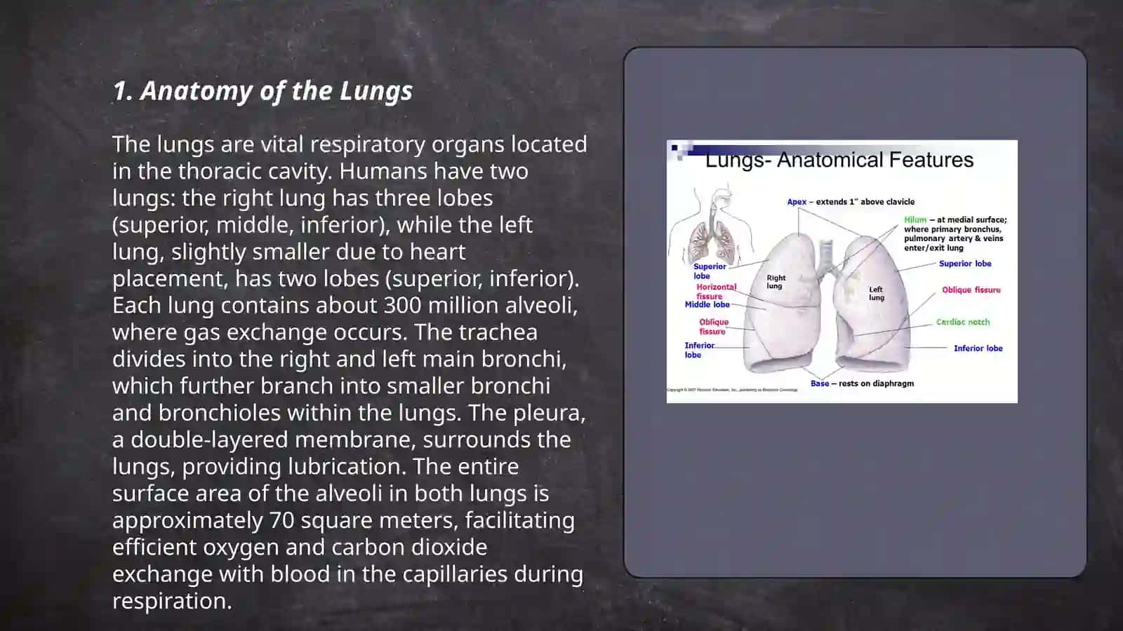 Lungs and Pulmonary System 3