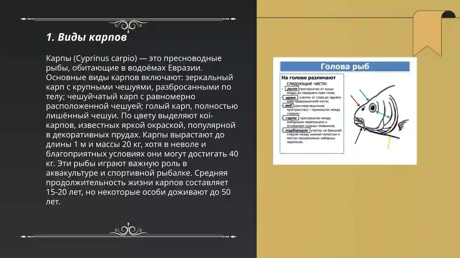 Карпы 3
