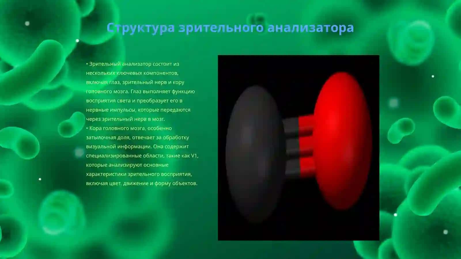 Нейропсихология строение зрительный анализатор 3