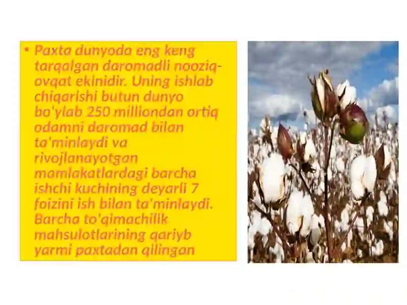 IQTISODIYOT PAXTA YETISHTIRISH SAMARALI YO‘LLARI 3