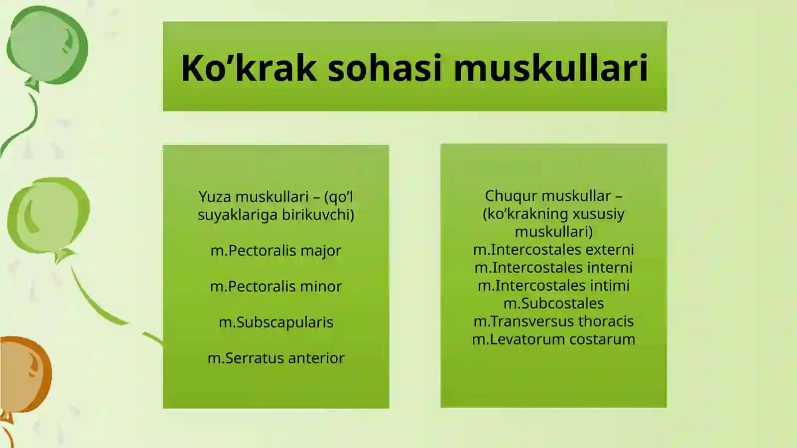 Ko‘krak va qorin mushaklari anatomiyasi 3