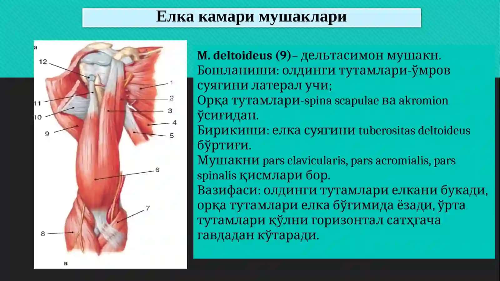 Елка камари, елка ва тирсак мушаклари. Қўл кафти мушаклари. Қўл кафти пайларининг қинлари. Ёшга доир хусусиятлари 3