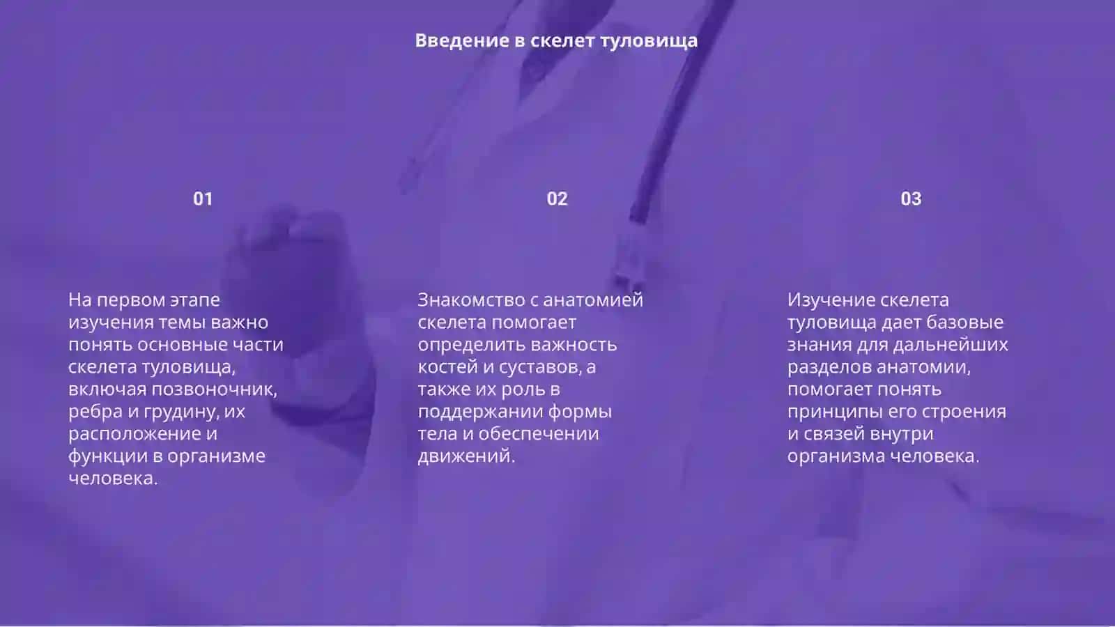 Скелет туловища 3