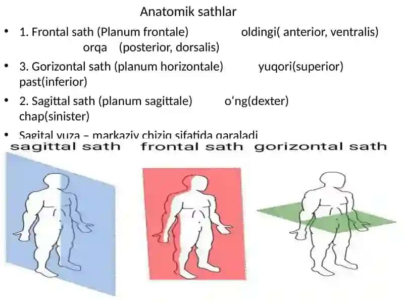 Umumiy osteologiya. Skelet haqida umumiy tushuncha. Sathlar haqida tushuncha. Boshlang’ich terminologiya. Suyaklarning tuzilishi. Bo’yin, ko’krak, bel va dumg’aza umurtqalari, ularning yoshga doir xususiyatlari 3