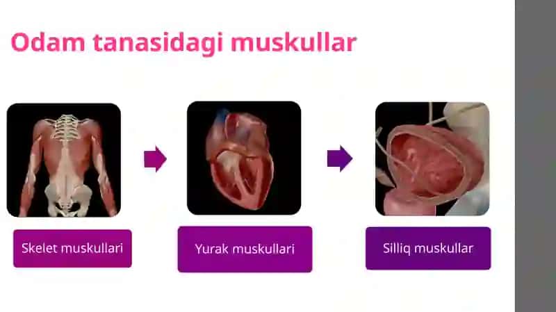 Muskullar 3