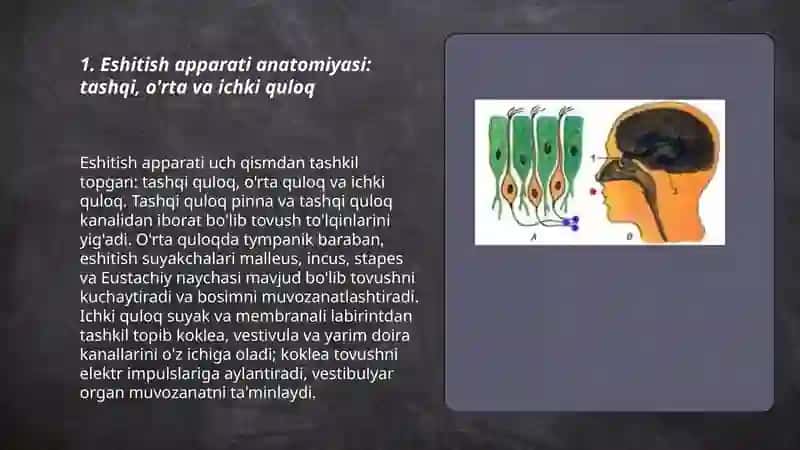 Eshitish,Muvozanat,Hid va Tam bilish analizatorlari fiziologiyasi 3