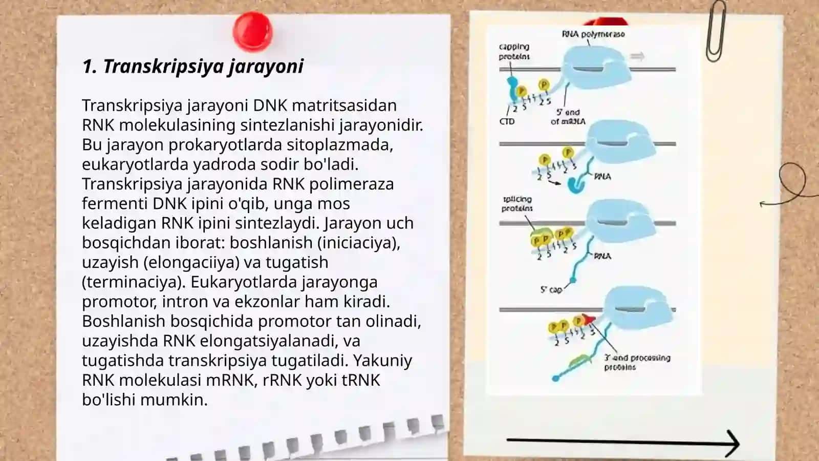 Transkripsiya, transkripsiyadan keyingi o‘zgarishlar 3