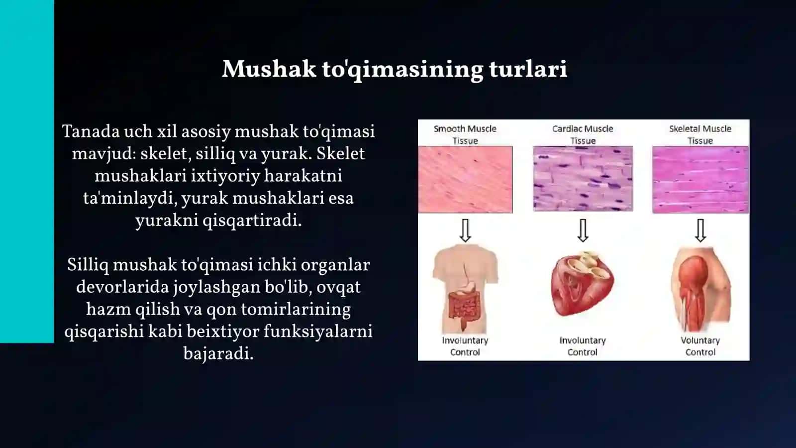Mushak toʻqimasi 3