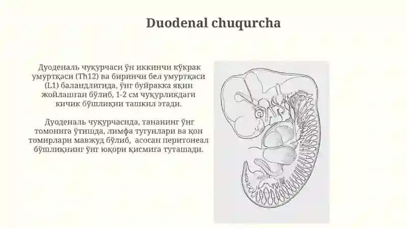 Duodenal chuqurcha 3