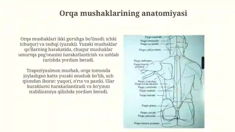 Orqa mushaklari 3