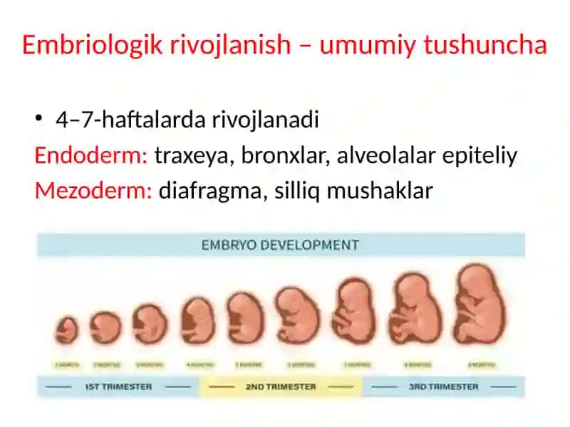 Nafasolish sistemasini embrional rivojlanishi va anatomiyasi 3