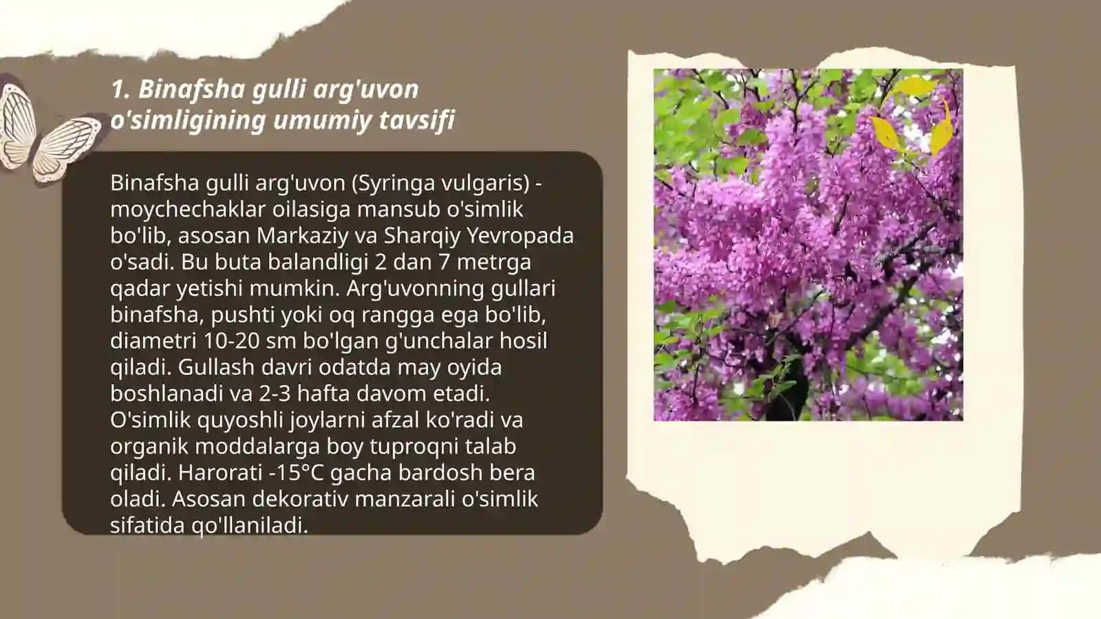 Binafsha gulli arg'uvon o'simligi haqida ma'lumot va uning dorivorlik xususiyati 3