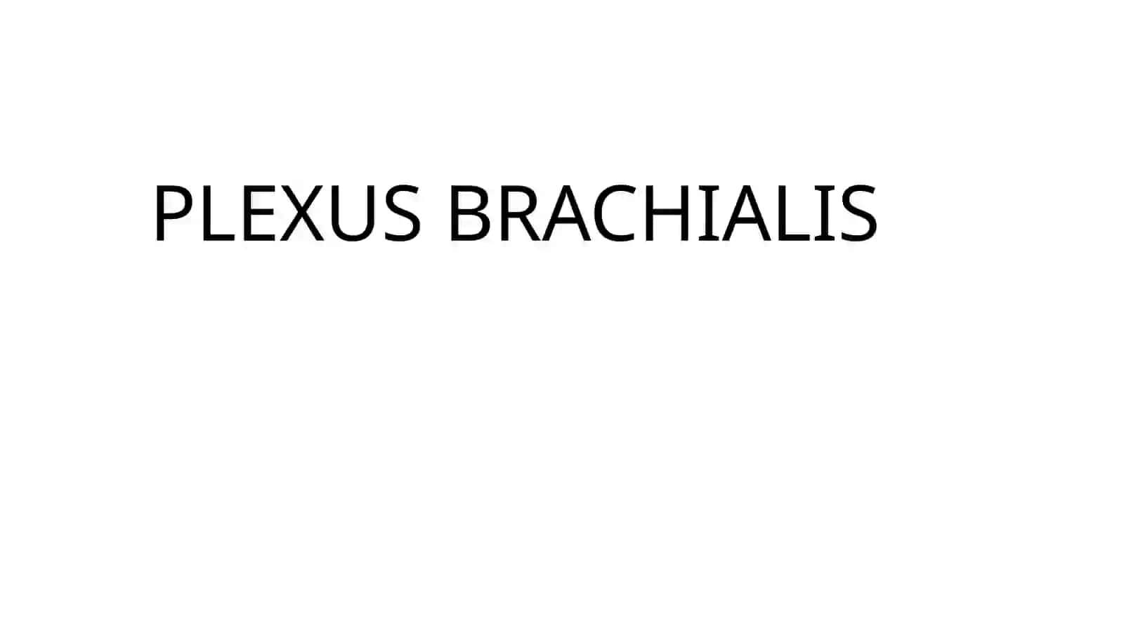 Yelkachigali PLEXUS BRACHIALIS 3