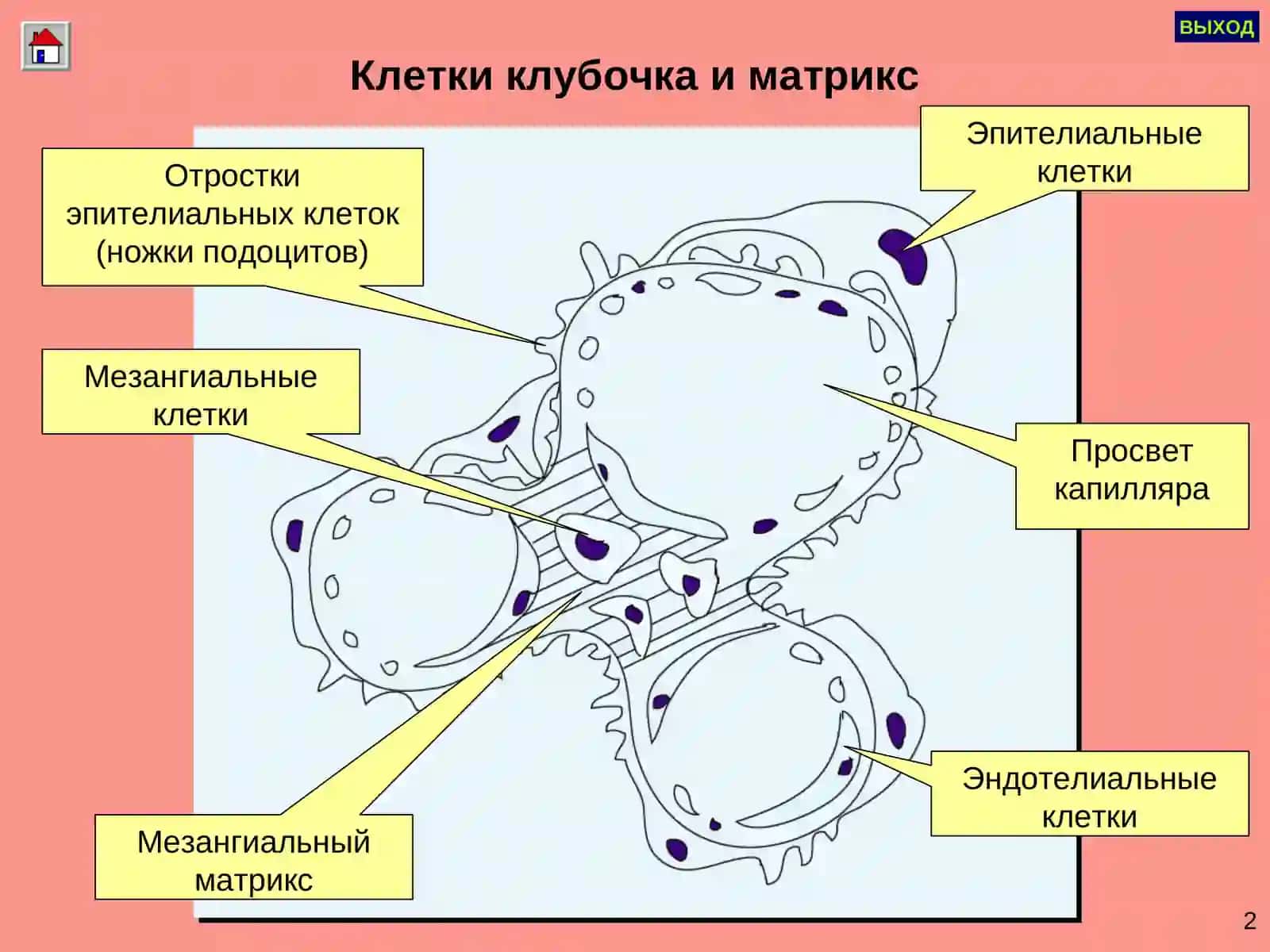 ГЛОМЕРУЛОНЕФРИТ 3