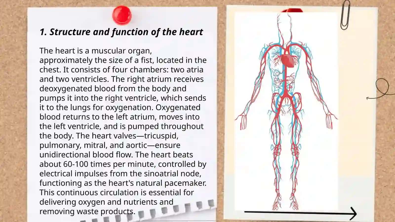 Circulatory system 3