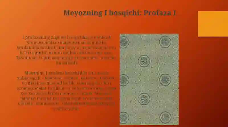 Meyoz va Mitoz Patologiyasi 3