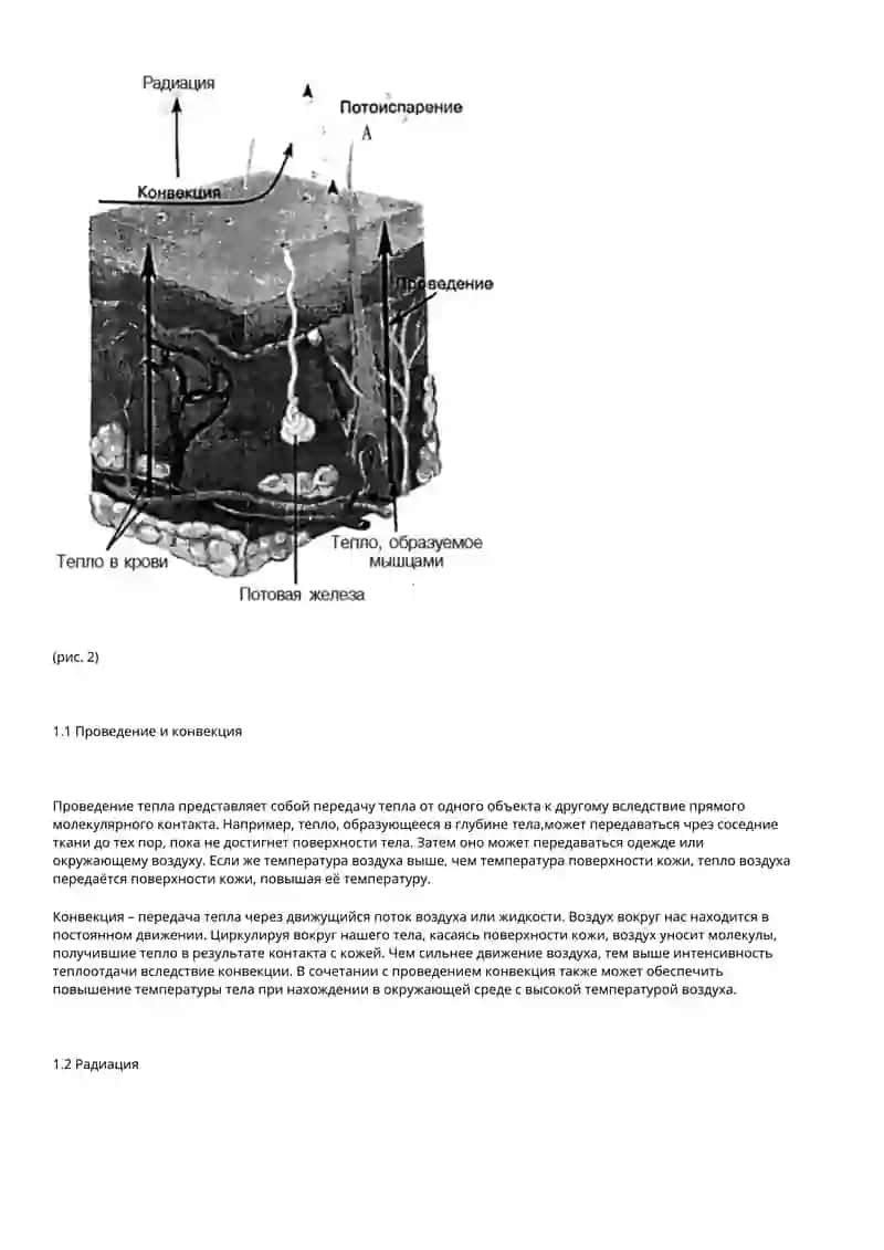 Терморегуляция человека 3
