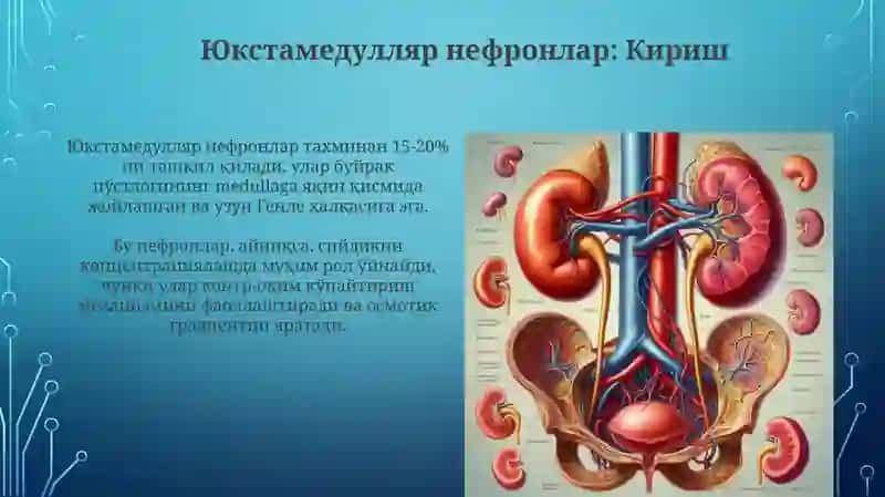 Юкстамедулляр нефронларнинг тузилиши ва вазифаси 3