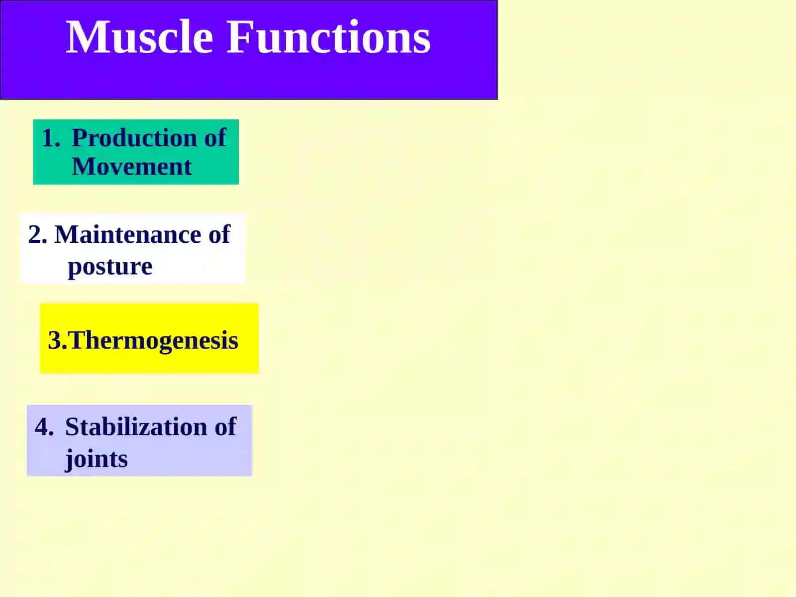 Muscular Tissue 3
