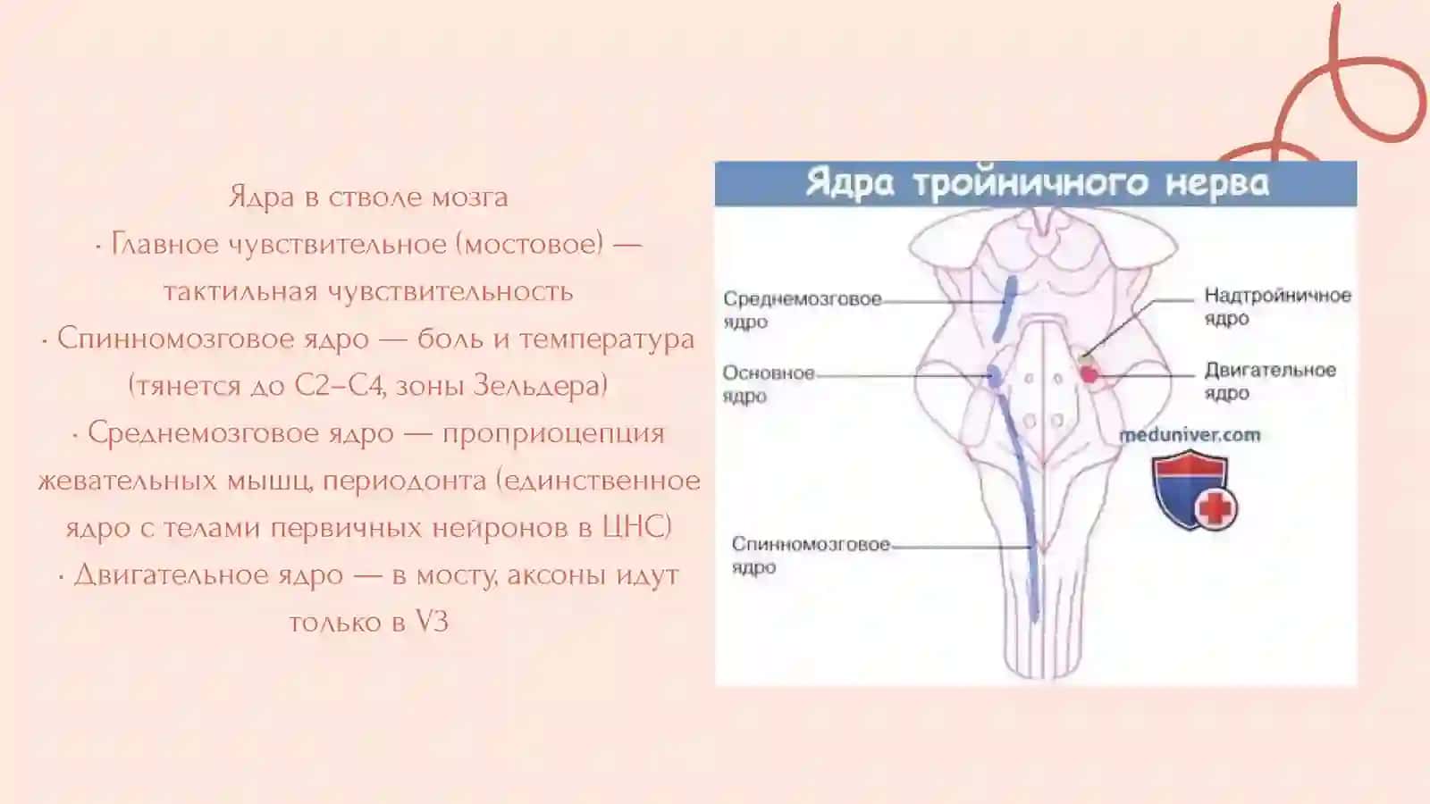 Тройничный нерв 3