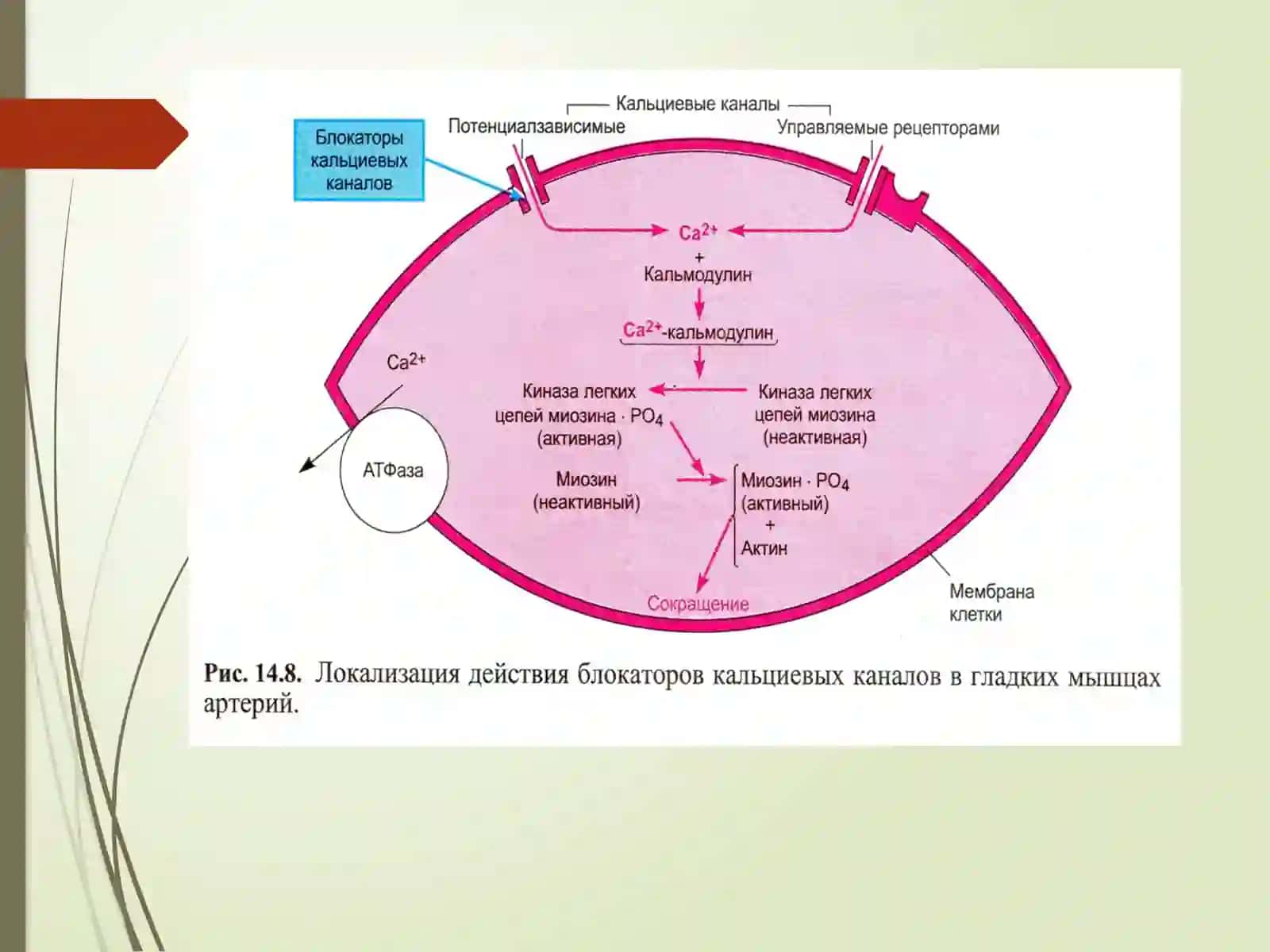 GIPOTENZIV VOSITALAR 3