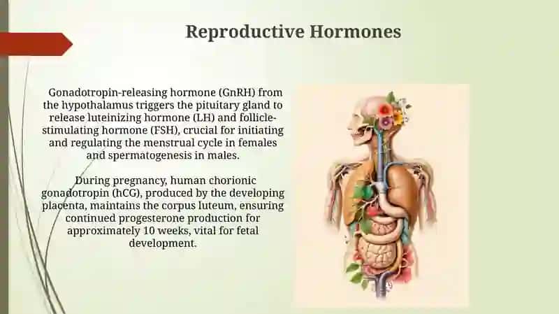 Endocrine cyctem 3