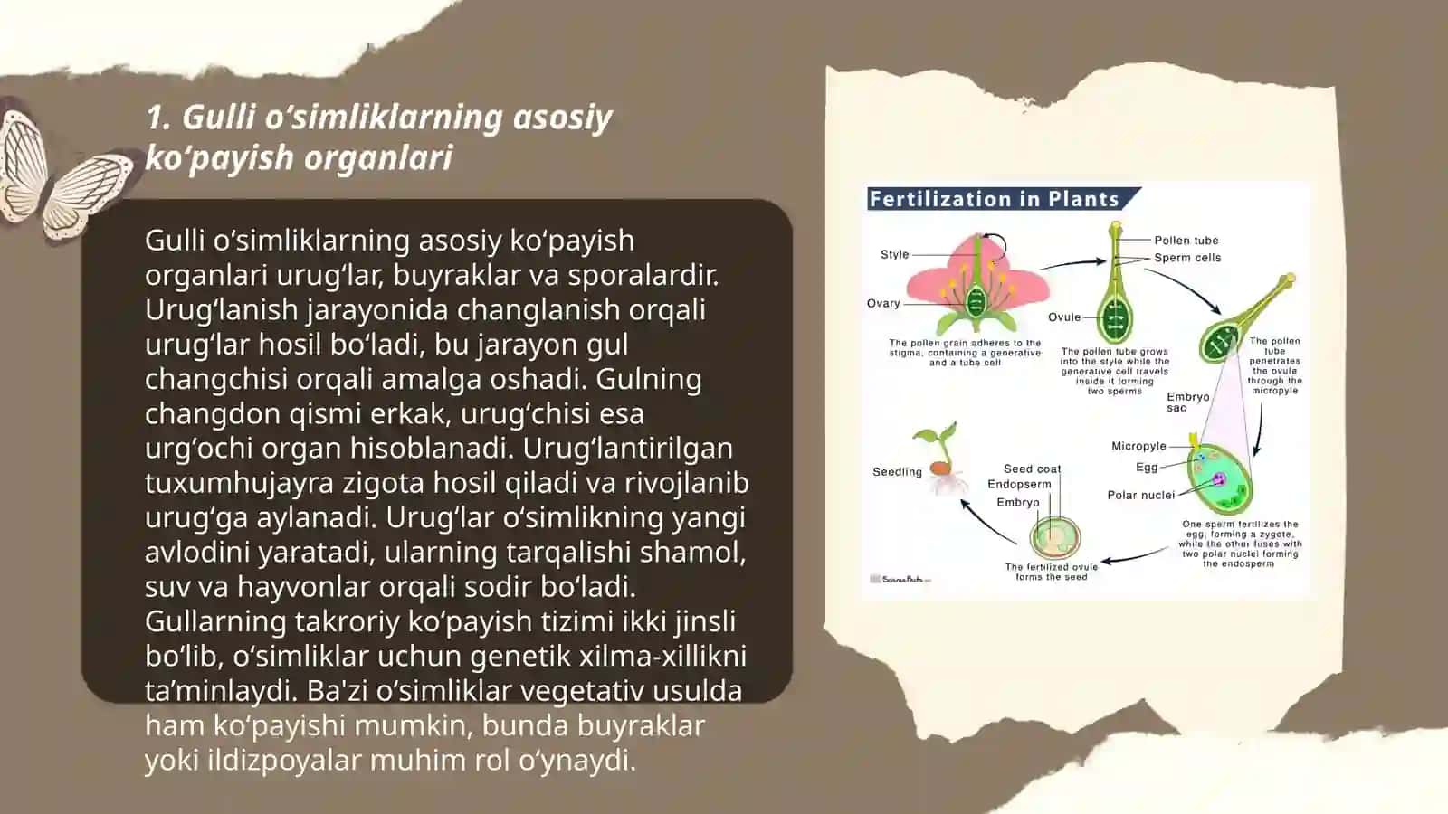 Gulli oʻsimliklarni koʻpayish organlari 3