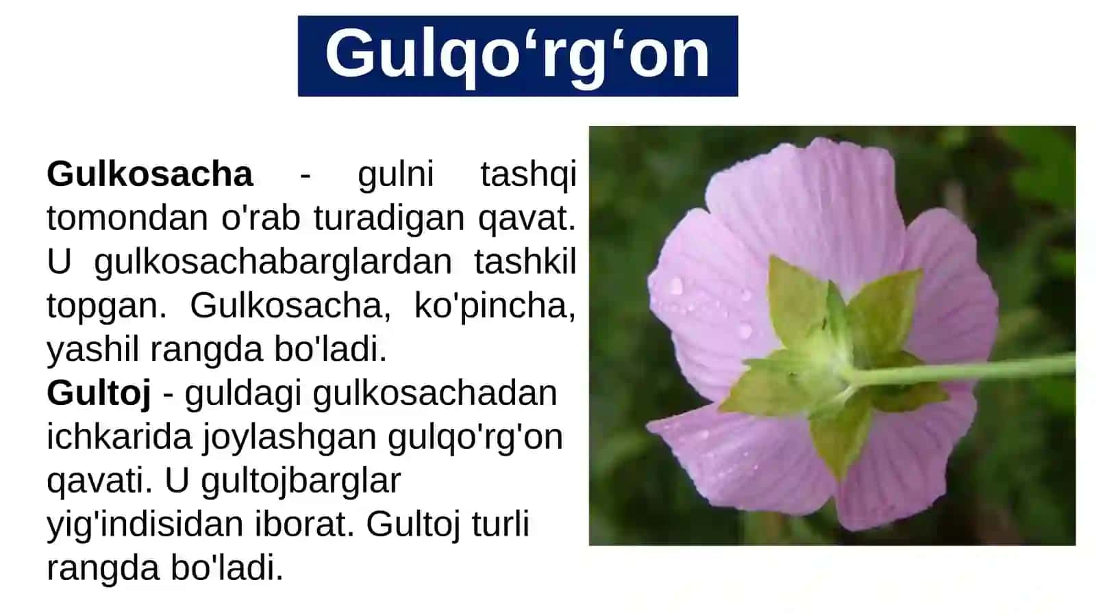 GUL–O‘SIMLIKLARNING GENERATIV KO‘PAYISH ORGANI 3