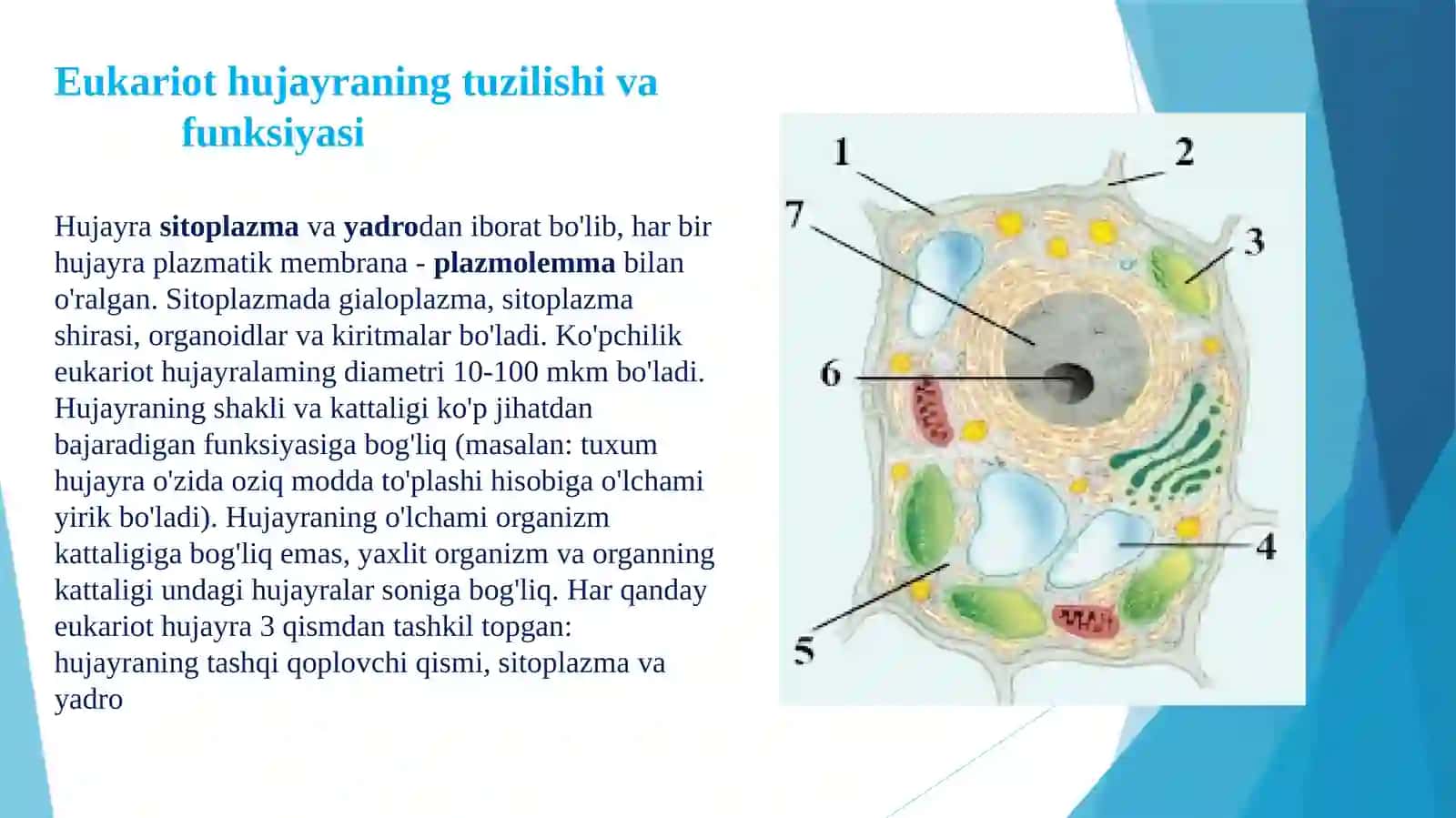 TOSHKENT TIBBIYOT AKADEMIYASIGISTOLOGIYA VA TIBBIY BIOLOGIYAkafedrasi 3