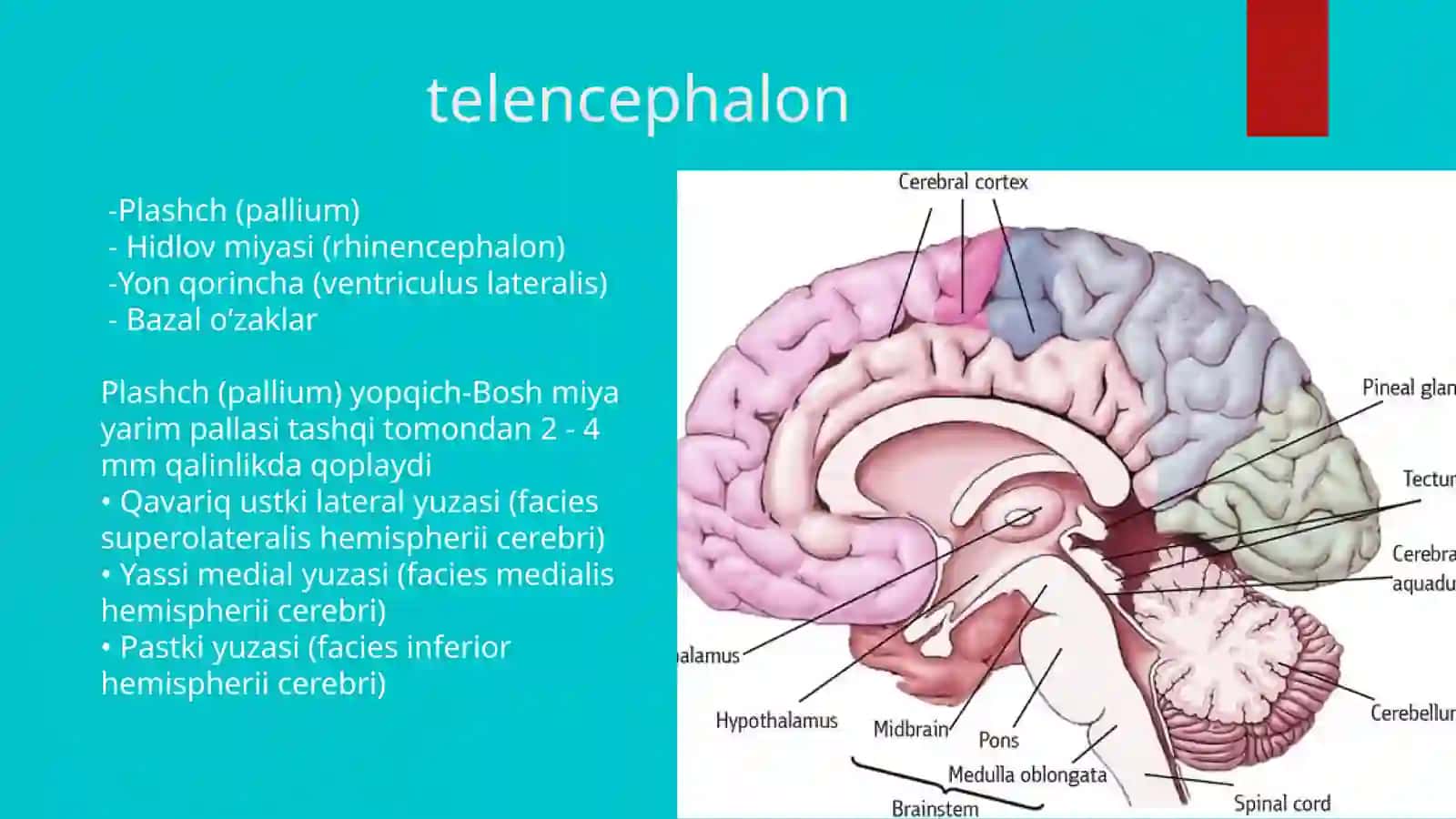 oxirgi miya telencephalon 3