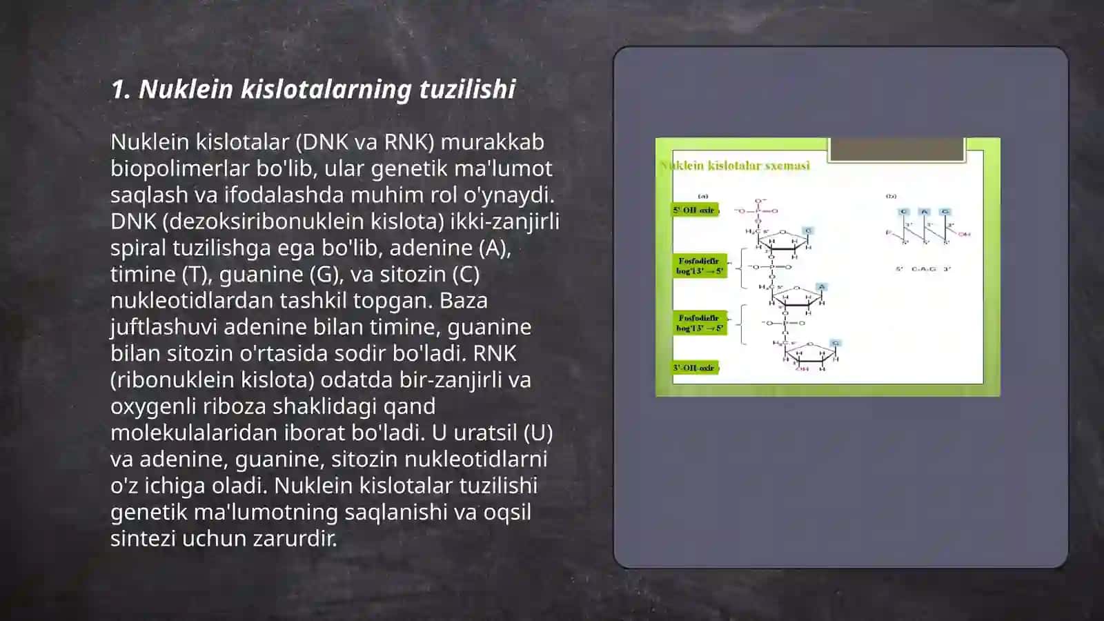 Nuklein kislotalar 3