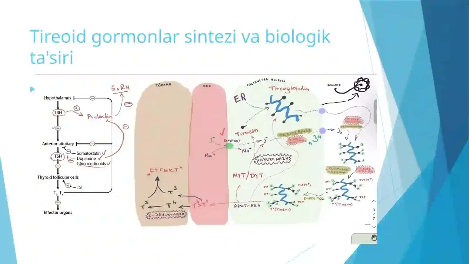 Tireoid gormonlari sintezi va biologik ta'siri 3