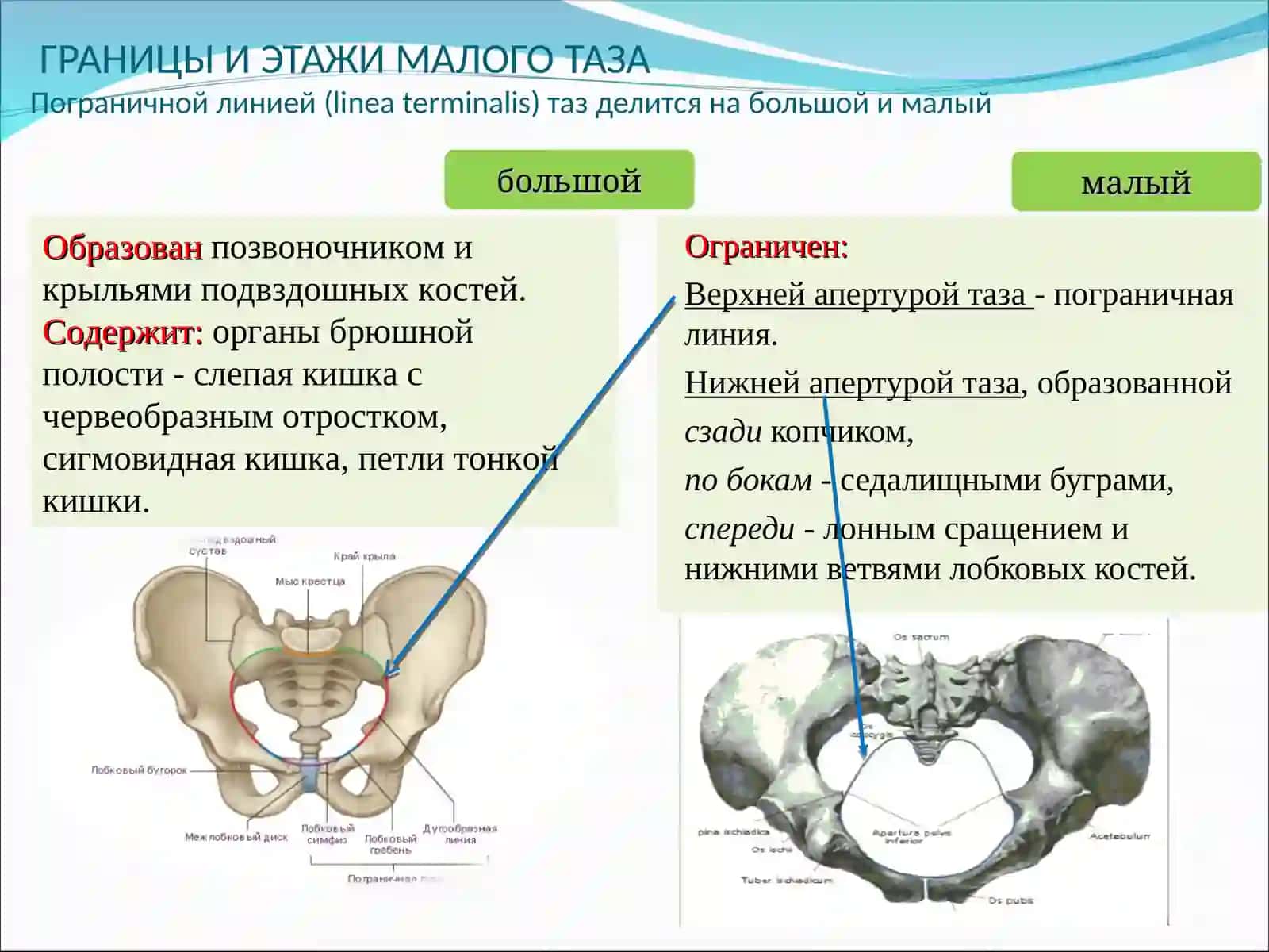 Таз 3