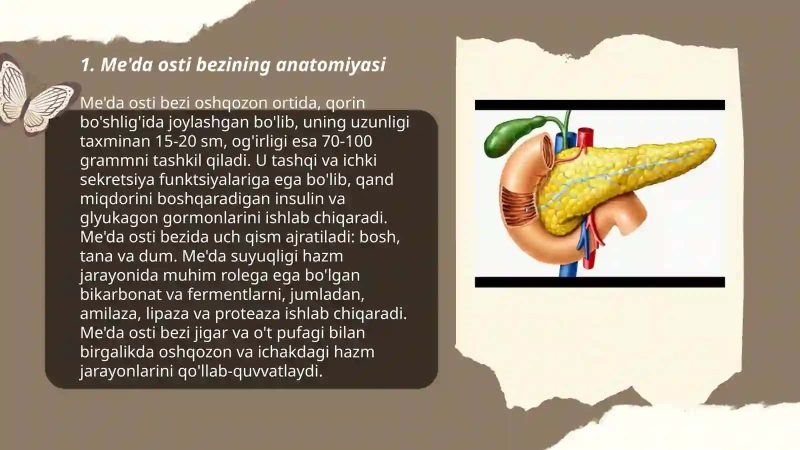 Meda osti bezining endorin qismi 3
