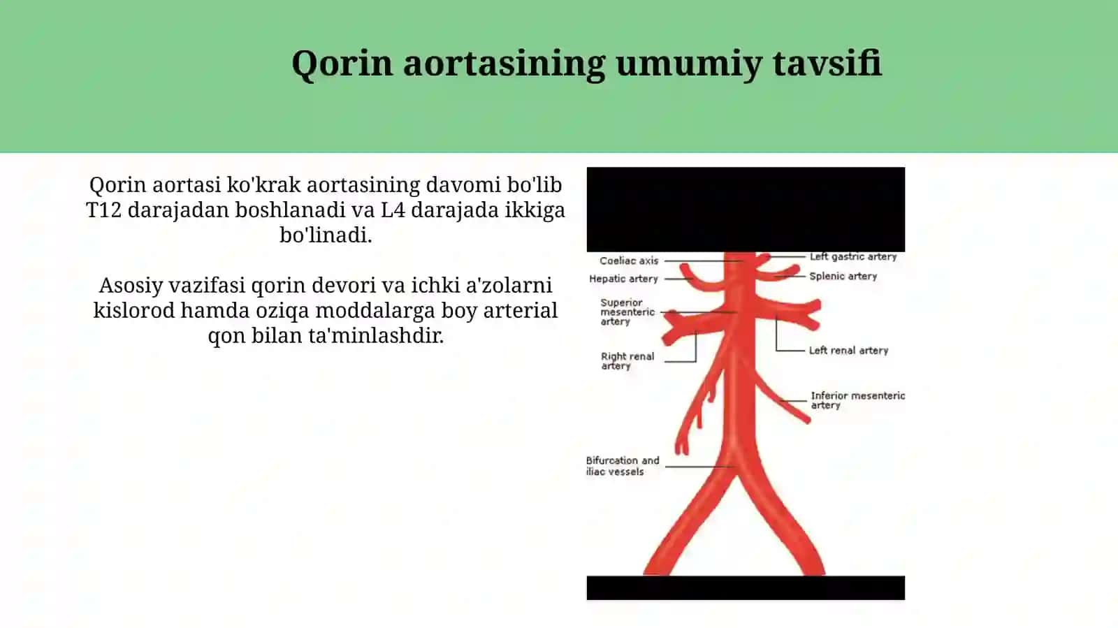 Qorinaortasining tarmoqlari 3