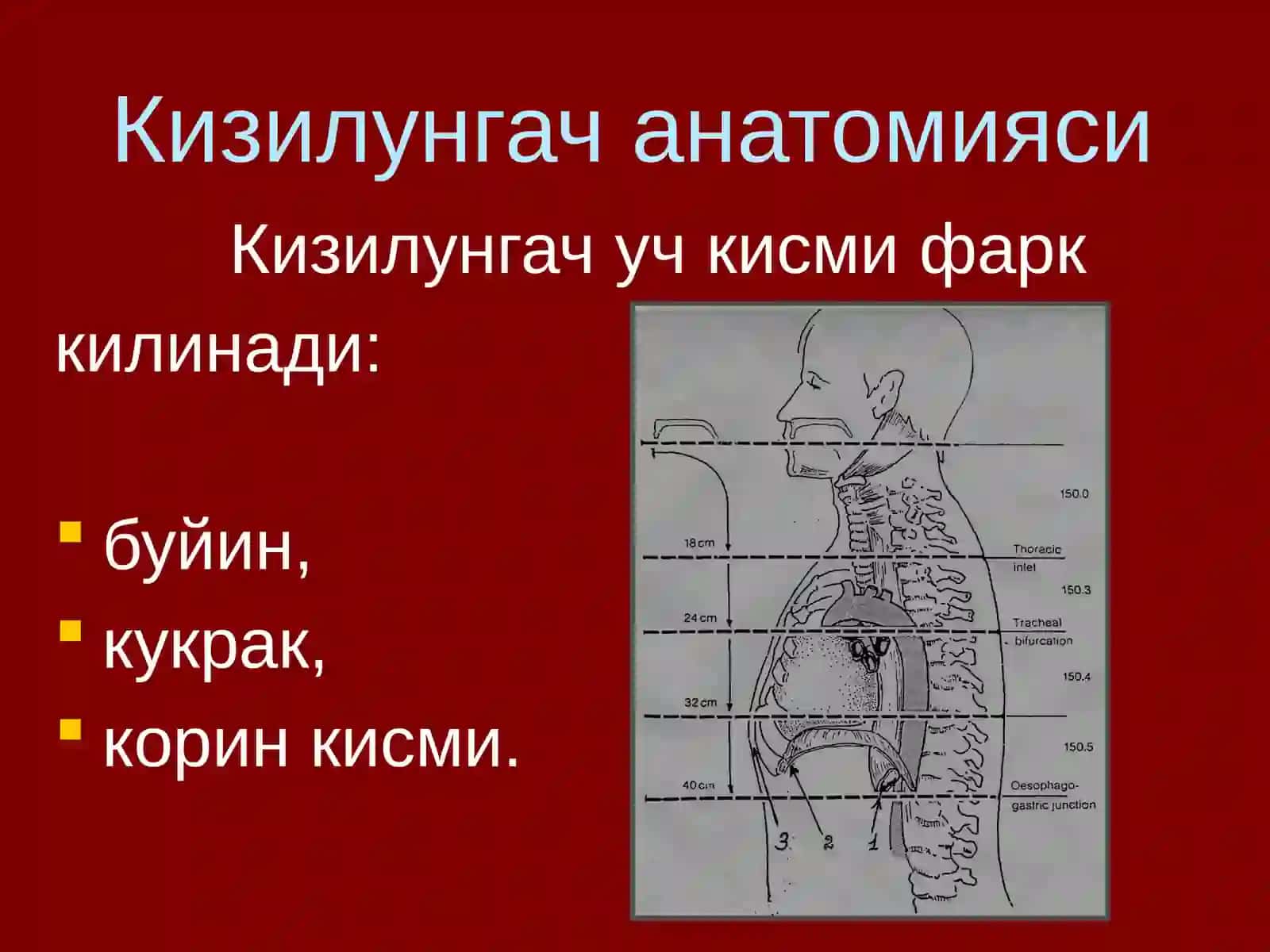 Кизилунгач саратони 3