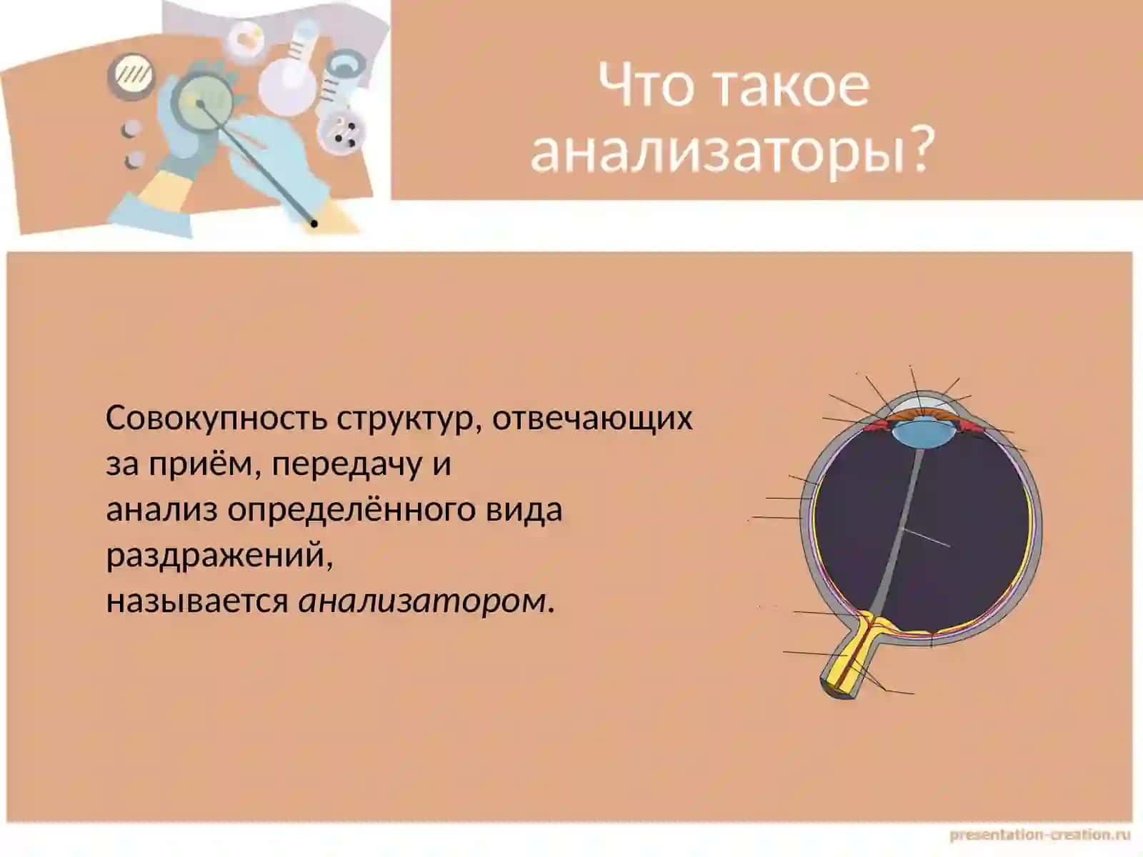 Органы чувств. Зрительный анализатор. Орган обоняния 3