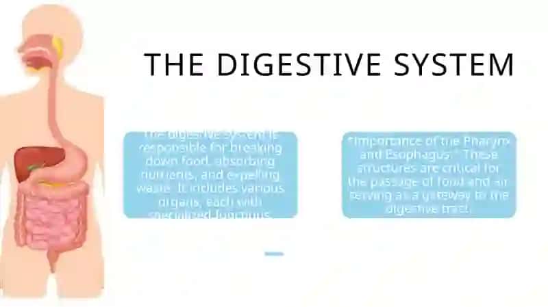 Digestive system. Pharynx and esophagus, development, wall structureandfunction 3