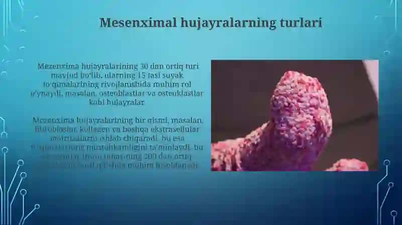 Bez sekretsiyasining ultrastruktura asoslari 3