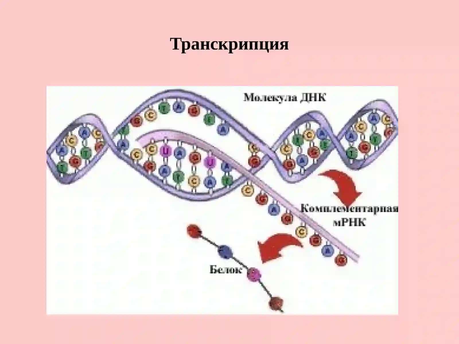 Молекулярная биология 3