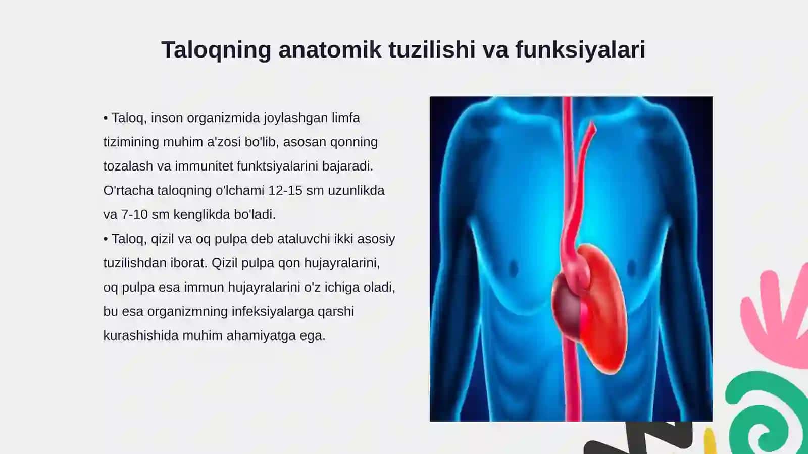 Patologik anatomiya fanidan Taloqning tugʻma anomaliyalari va oʻsmalari.Timusning rivojlanish buzilishlari 3