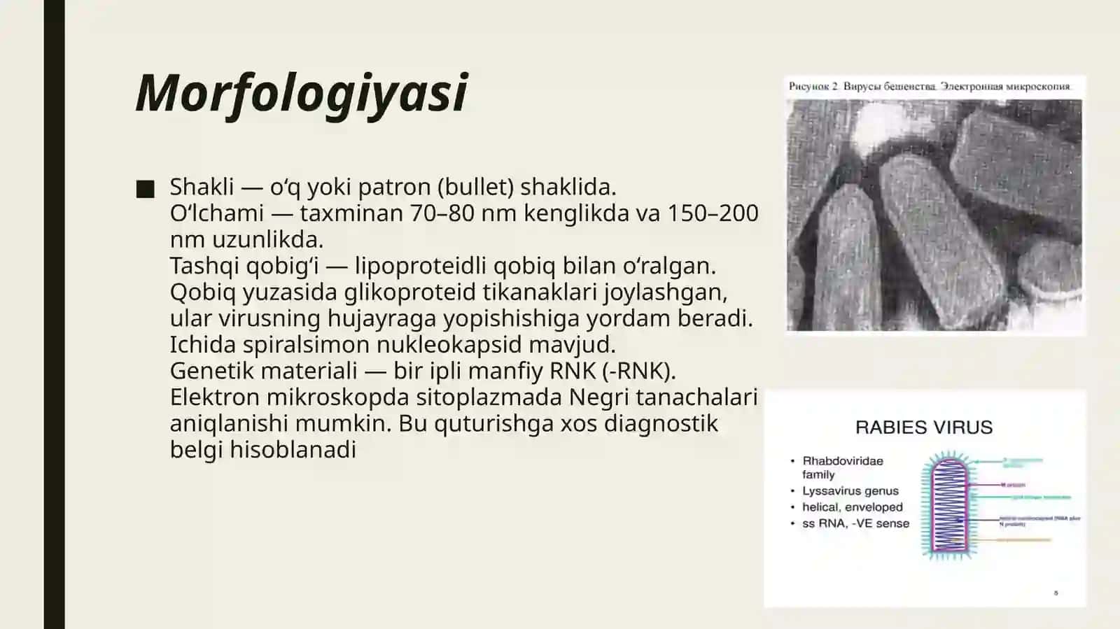 Pikornaviruslar(poliomiyelit).Rabdoviruslar(qutirish).Najas,og‘izorqaliyuquvchigepatitAvaEviruslari.Laboratoriyadiagnostikavaprofilaktikasi 3