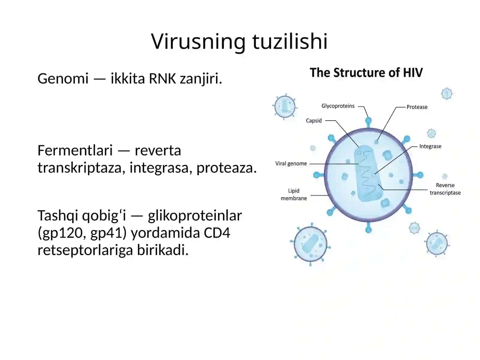 Orttirilgan immun taqchillik sindromi: etiologiyasi, yuqish yo'llari, patogenezi, klinik formalari, profilaktika va davolash prinsplari 3